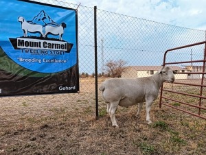 LOT 18 1X STUD WHITE DORPER RAM Mount Carmel Tweeling Stoet