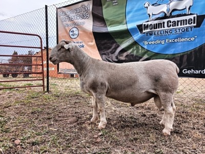 LOT 26 1X STUD WHITE DORPER RAM Mount Carmel Tweeling Stoet