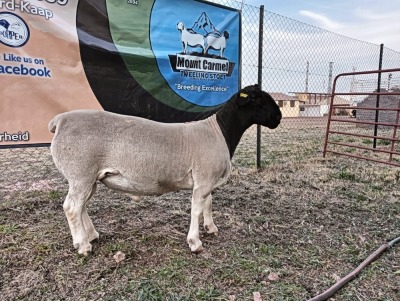 LOT 43 1X FLOCK DORPER RAM Mount Carmel Tweeling Stoet