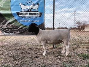 LOT 44 1X FLOCK DORPER RAM Mount Carmel Tweeling Stoet