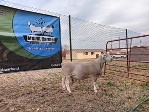 LOT 49 1X FLOCK WHITE DORPER RAM Mount Carmel Tweeling Stoet