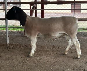 LOT 19 1X FLOCK DORPER RAM Thomas Lubbe