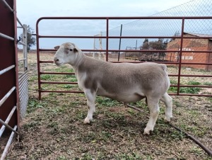 LOT 50 1X T5 WHITE DORPER RAM Mount Carmel Tweeling Stoet