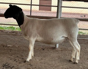 LOT 5 1X T5 DORPER EWE Thomas Lubbe