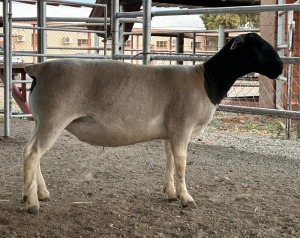 LOT 1 1X T5 DORPER EWE Thomas Lubbe