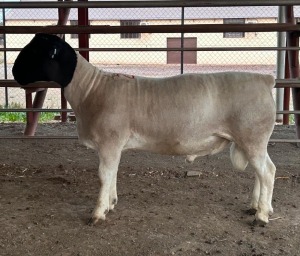 LOT 20 1X FLOCK DORPER RAM Thomas Lubbe