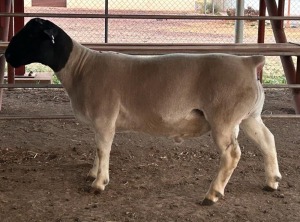 LOT 27 1X FLOCK DORPER RAM Thomas Lubbe