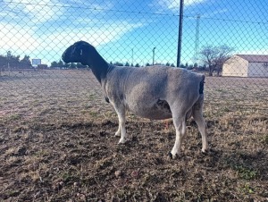 LOT 2 1X FLOCK DORPER EWE Mount Carmel Tweeling Stoet