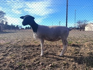 LOT 8 1X FLOCK DORPER EWE Mount Carmel Tweeling Stoet