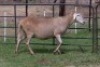 1X OOI/EWE B3 Genetics - Charles Freeme - 074 207 0007