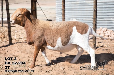 1X MEATMASTER RAM Kgalagadi Meatmasters