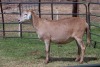 1X OOI/EWE B3 Genetics - Charles Freeme - 074 207 0007 - 2