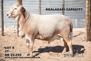 1X MEATMASTER RAM Kgalagadi Meatmasters