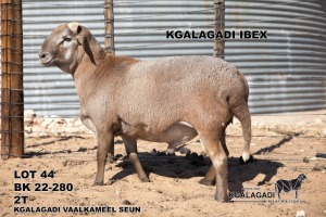 1X MEATMASTER RAM Kgalagadi Meatmasters