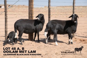 2+2X MEATMASTER OOI/EWE Kgalagadi Meatmasters (Pay per animal to take all in lot)