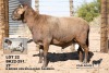 1X MEATMASTER RAM Kgalagadi Meatmasters