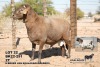 1X MEATMASTER RAM Kgalagadi Meatmasters - 4