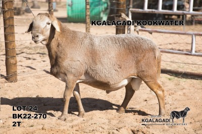 1X MEATMASTER RAM Kgalagadi Meatmasters