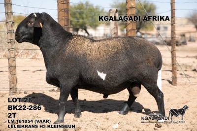 1X MEATMASTER RAM Kgalagadi Meatmasters