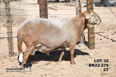 1X MEATMASTER RAM Kgalagadi Meatmasters