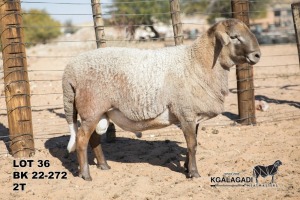 1X MEATMASTER RAM Kgalagadi Meatmasters