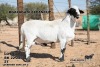 1X MEATMASTER RAM Kgalagadi Meatmasters