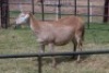 1X OOI/EWE B3 Genetics - Charles Freeme - 074 207 0007 - 6