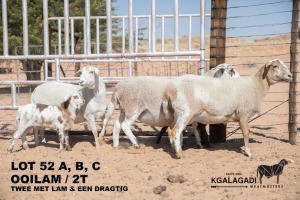 3+2X MEATMASTER OOI/EWE Kgalagadi Meatmasters (Pay per animal to take all in lot)