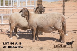 1X MEATMASTER OOI/EWE Kgalagadi Meatmasters 