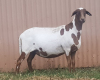 1X OOI/EWE B3 Genetics - Charles Freeme - 074 207 0007