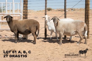 3X MEATMASTER OOI/EWE Kgalagadi Meatmasters (Pay per animal to take all in lot)