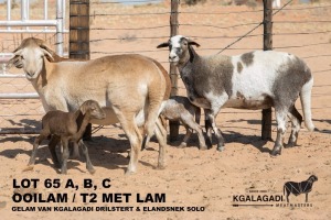 3+3X MEATMASTER OOI/EWE Kgalagadi Meatmasters (Pay per animal to take all in lot)