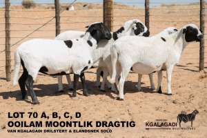 4X MEATMASTER OOI/EWE Kgalagadi Meatmasters (Pay per animal to take all in lot)