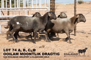 4X MEATMASTER OOI/EWE Kgalagadi Meatmasters (Pay per animal to take all in lot)