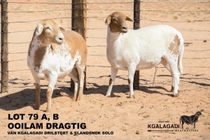 2X MEATMASTER OOI/EWE Kgalagadi Meatmasters (Pay per animal to take all in lot)