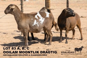 3X MEATMASTER OOI/EWE Kgalagadi Meatmasters (Pay per animal to take all in lot)