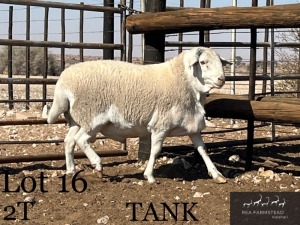 1X MEATMASTER RAM Rea Farmstead Kalahari