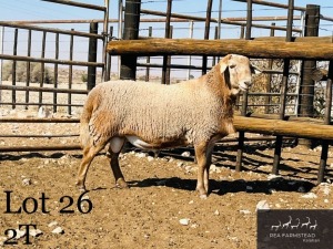 1X MEATMASTER RAM Rea Farmstead Kalahari