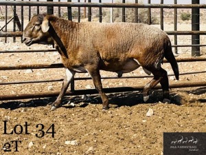 1X MEATMASTER RAM Rea Farmstead Kalahari