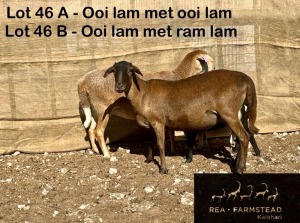 2+2X MEATMASTER OOI/EWE Rea Farmstead Kalahari (Pay per animal to take all in lot)