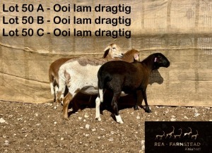 3X MEATMASTER OOI/EWE Rea Farmstead Kalahari (Pay per animal to take all in lot)