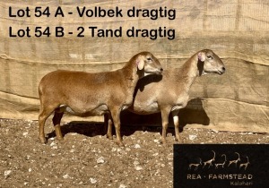 2+1X MEATMASTER OOI/EWE Rea Farmstead Kalahari (Pay per animal to take all in lot)