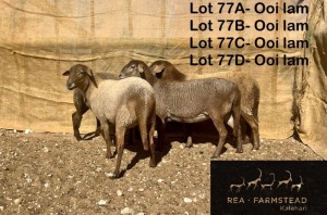 4X MEATMASTER OOI/EWE Rea Farmstead Kalahari (Pay per animal to take all in lot)