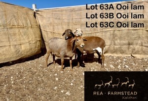 3X MEATMASTER OOI/EWE Rea Farmstead Kalahari (Pay per animal to take all in lot)