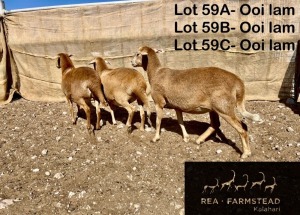 3X MEATMASTER OOI/EWE Rea Farmstead Kalahari (Pay per animal to take all in lot)