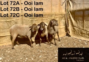 3X MEATMASTER OOI/EWE Rea Farmstead Kalahari (Pay per animal to take all in lot)