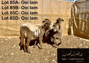 4X MEATMASTER OOI/EWE Rea Farmstead Kalahari (Pay per animal to take all in lot)