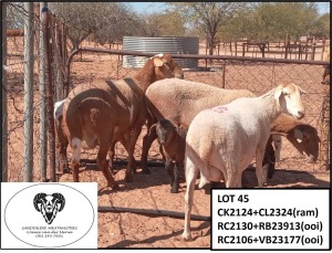 3 + 3X MEATMASTER OOI/EWE Sandduine Meatmasters (Pay per animal to take all in lot)