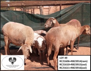 3 + 3X MEATMASTER OOI/EWE Sandduine Meatmasters (Pay per animal to take all in lot)