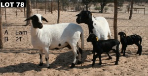 2+2X MEATMASTER OOI/EWE Inkbospan Meatmasters (Pay per animal to take all in lot)